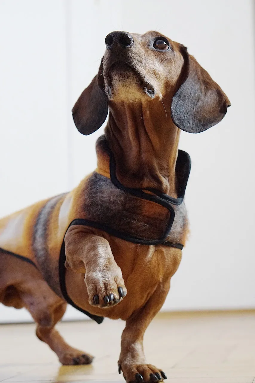Dachshund coat Hundertwasser
