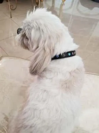 Dog Collar Models