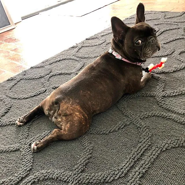 Dog Collar Models