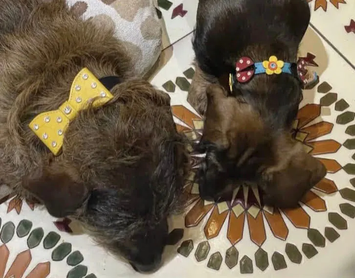 Dog Collar Models