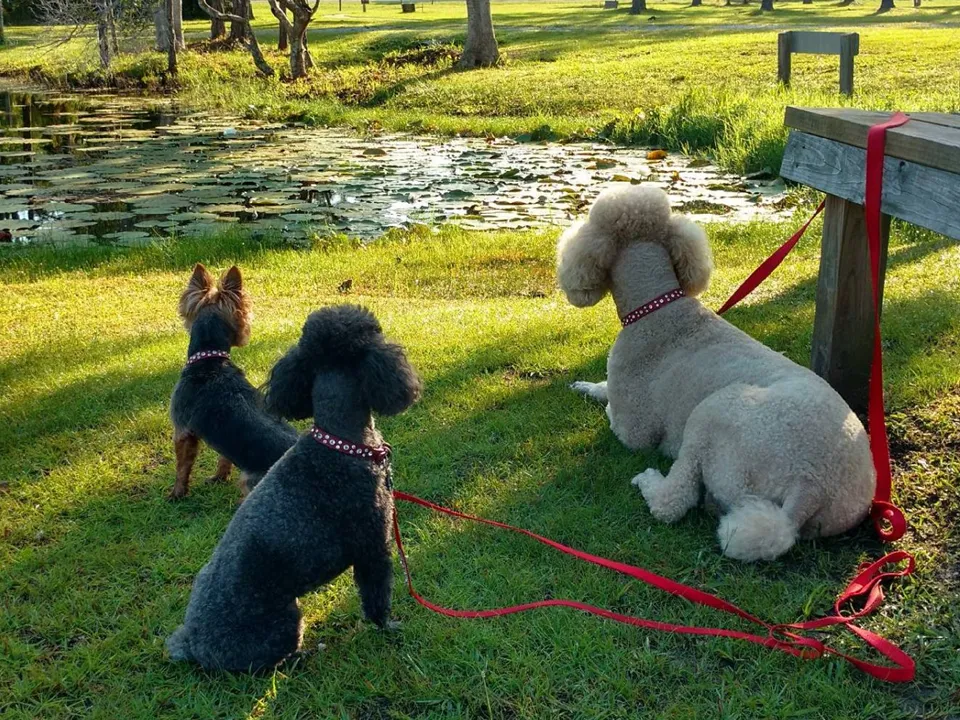 Dog Collar Models