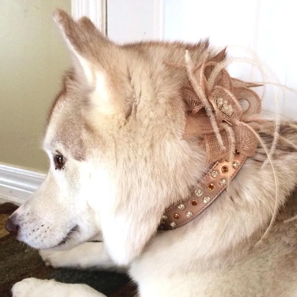 Dog Collar Models