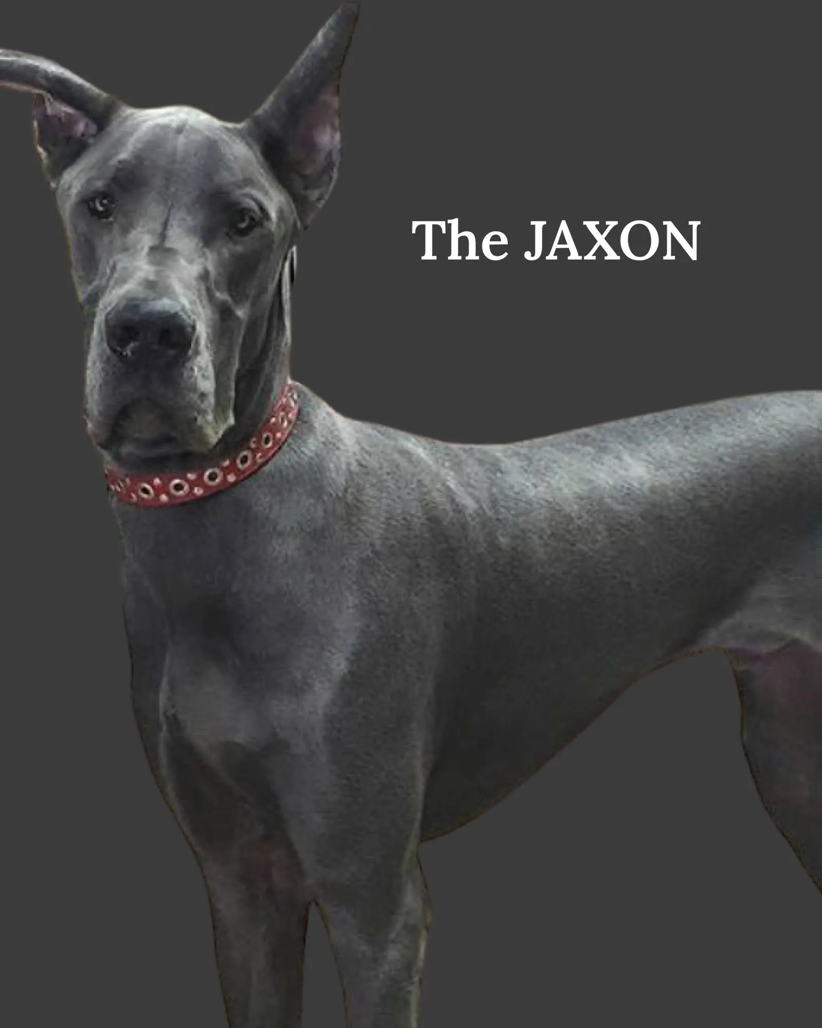 Dog Collar Models