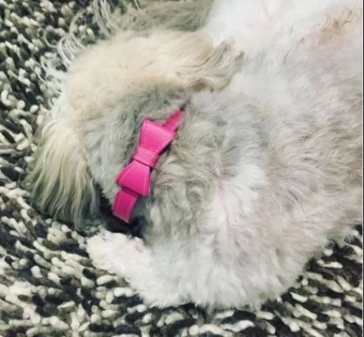 Dog Collar Models