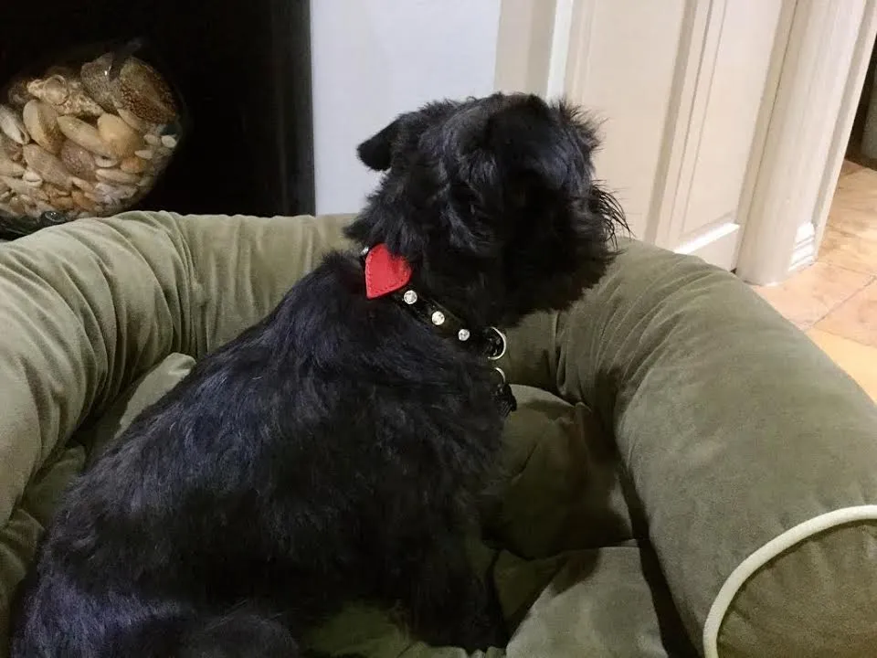 Dog Collar Models