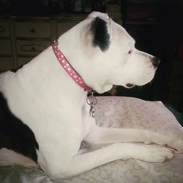 Dog Collar Models