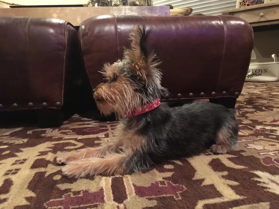 Dog Collar Models