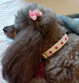 Dog Collar Models