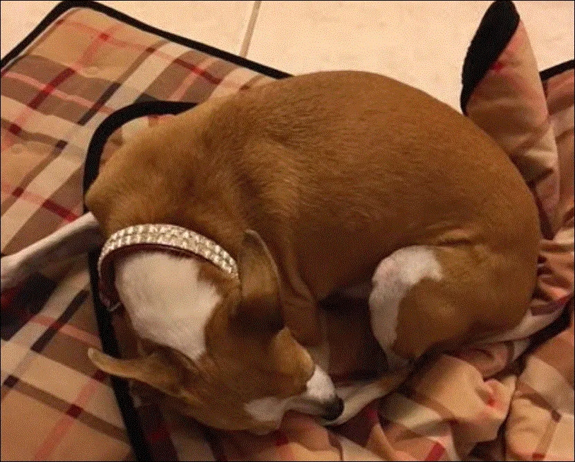 Dog Collar Models