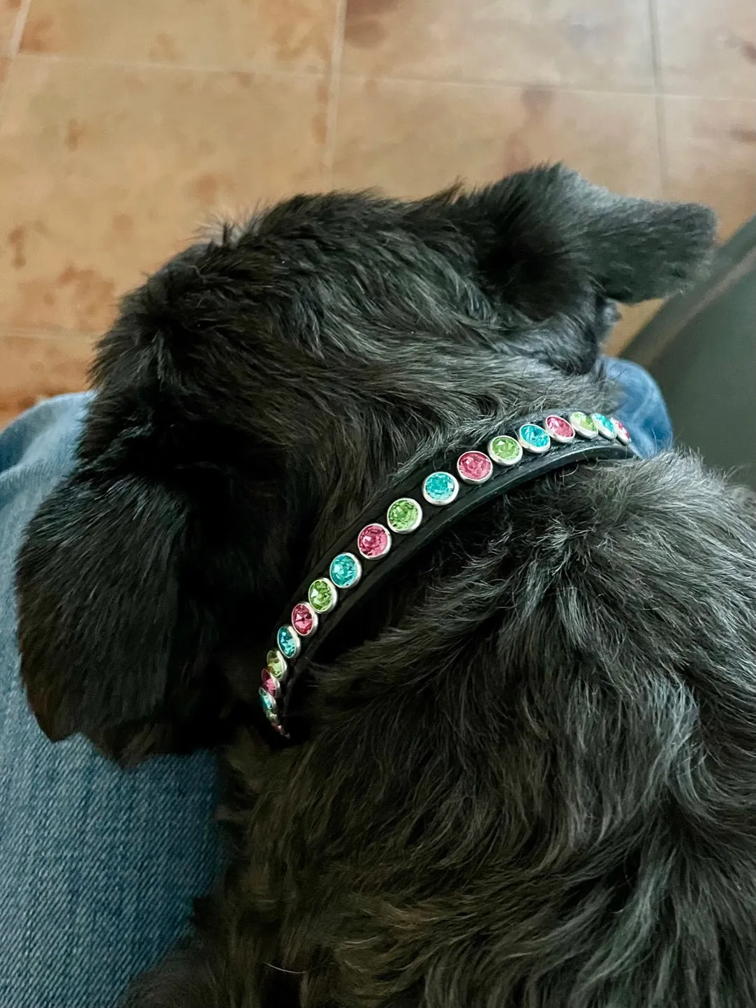 Dog Collar Models