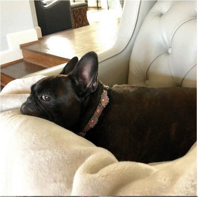 Dog Collar Models