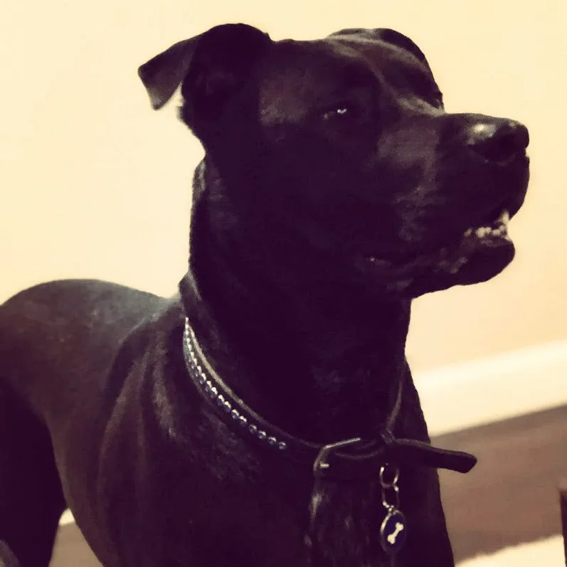 Dog Collar Models