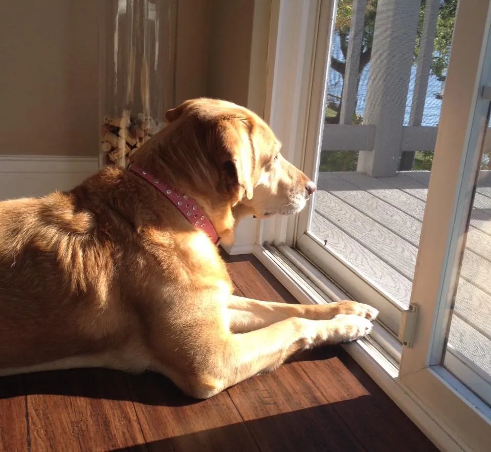 Dog Collar Models