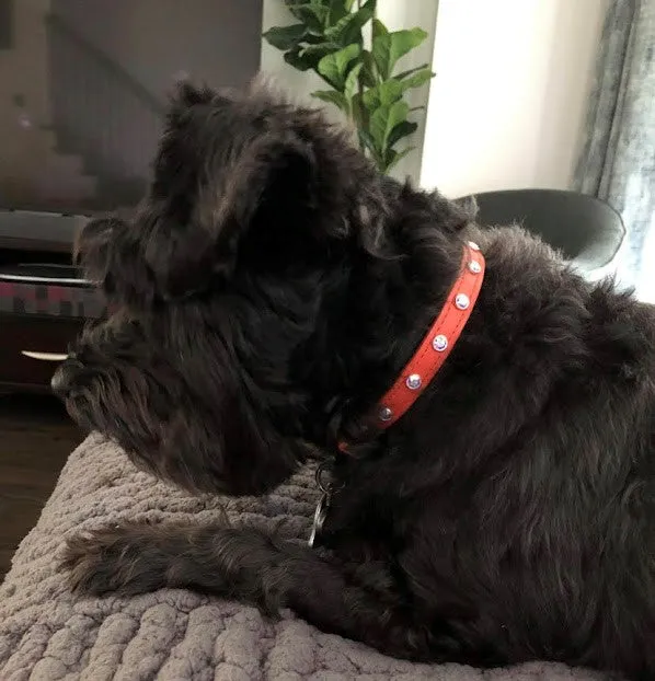 Dog Collar Models