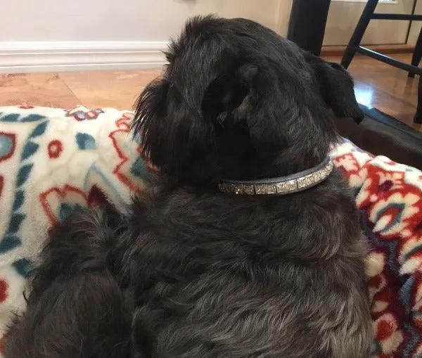 Dog Collar Models