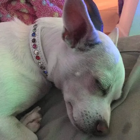 Dog Collar Models