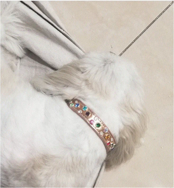 Dog Collar Models