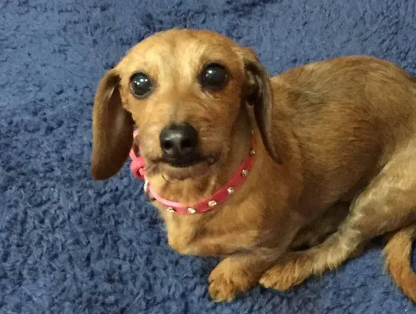 Dog Collar Models