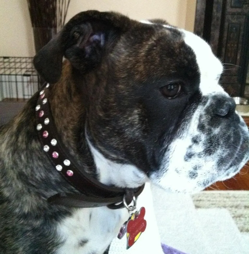 Dog Collar Models