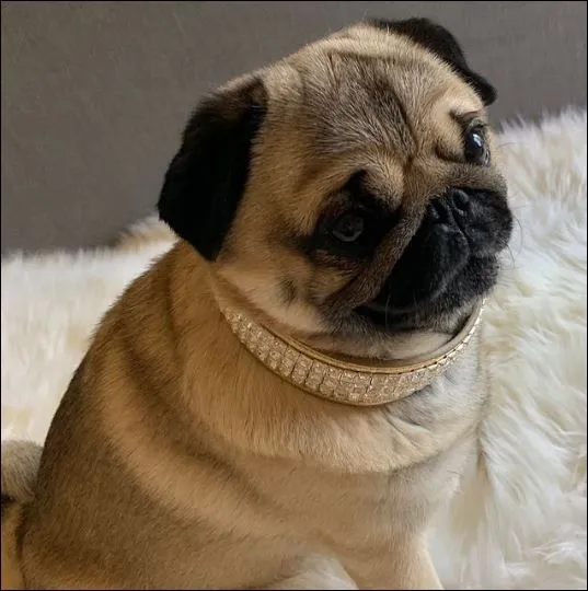 Dog Collar Models
