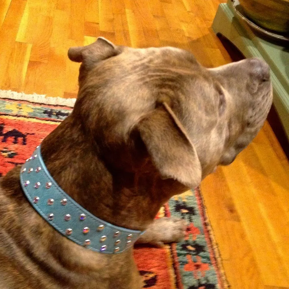 Dog Collar Models