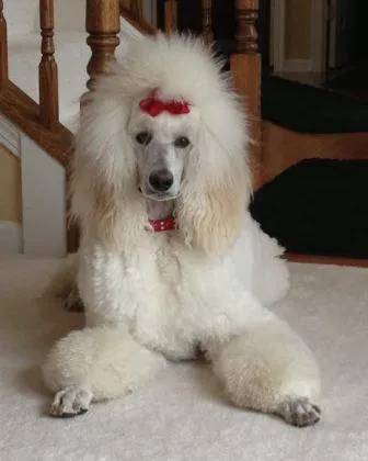 Dog Collar Models