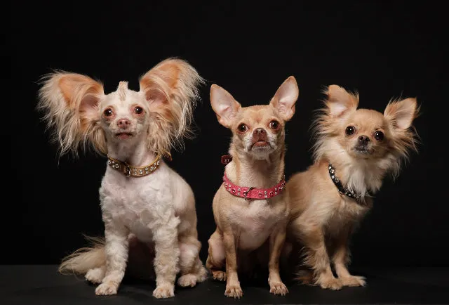 Dog Collar Models