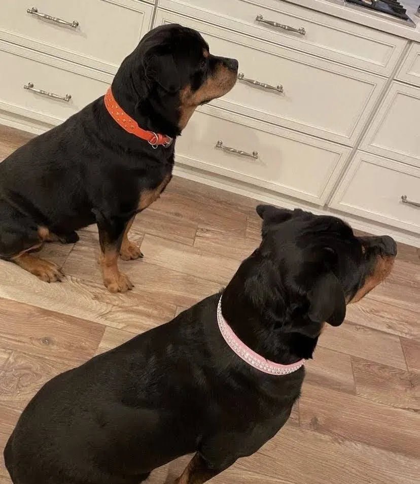 Dog Collar Models