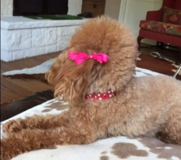 Dog Collar Models