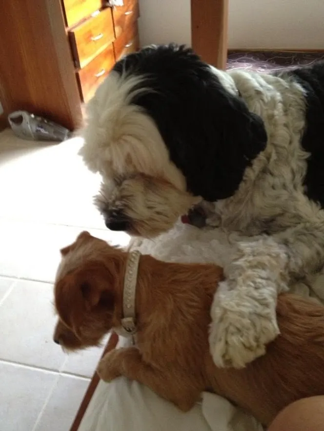 Dog Collar Models