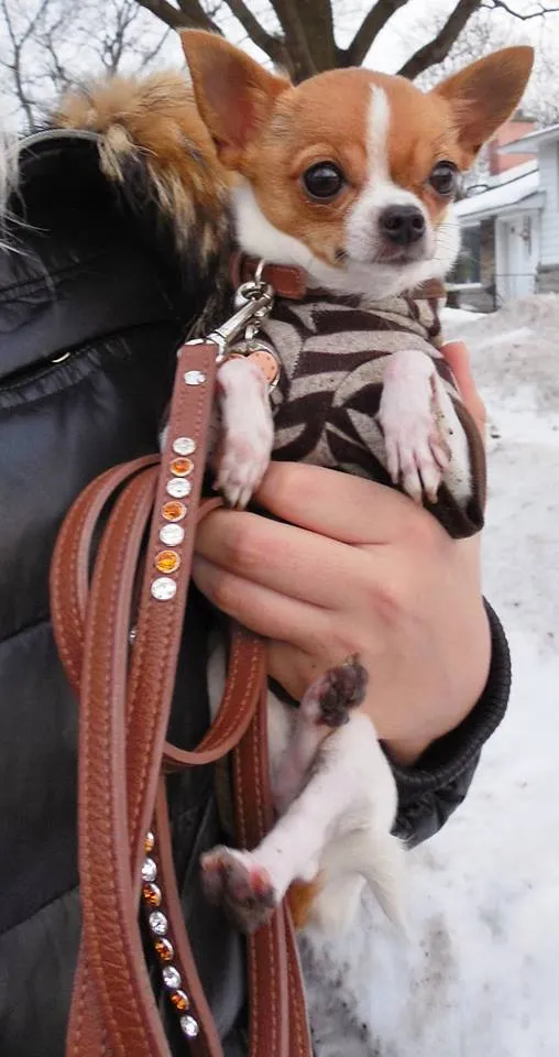 Dog Collar Models