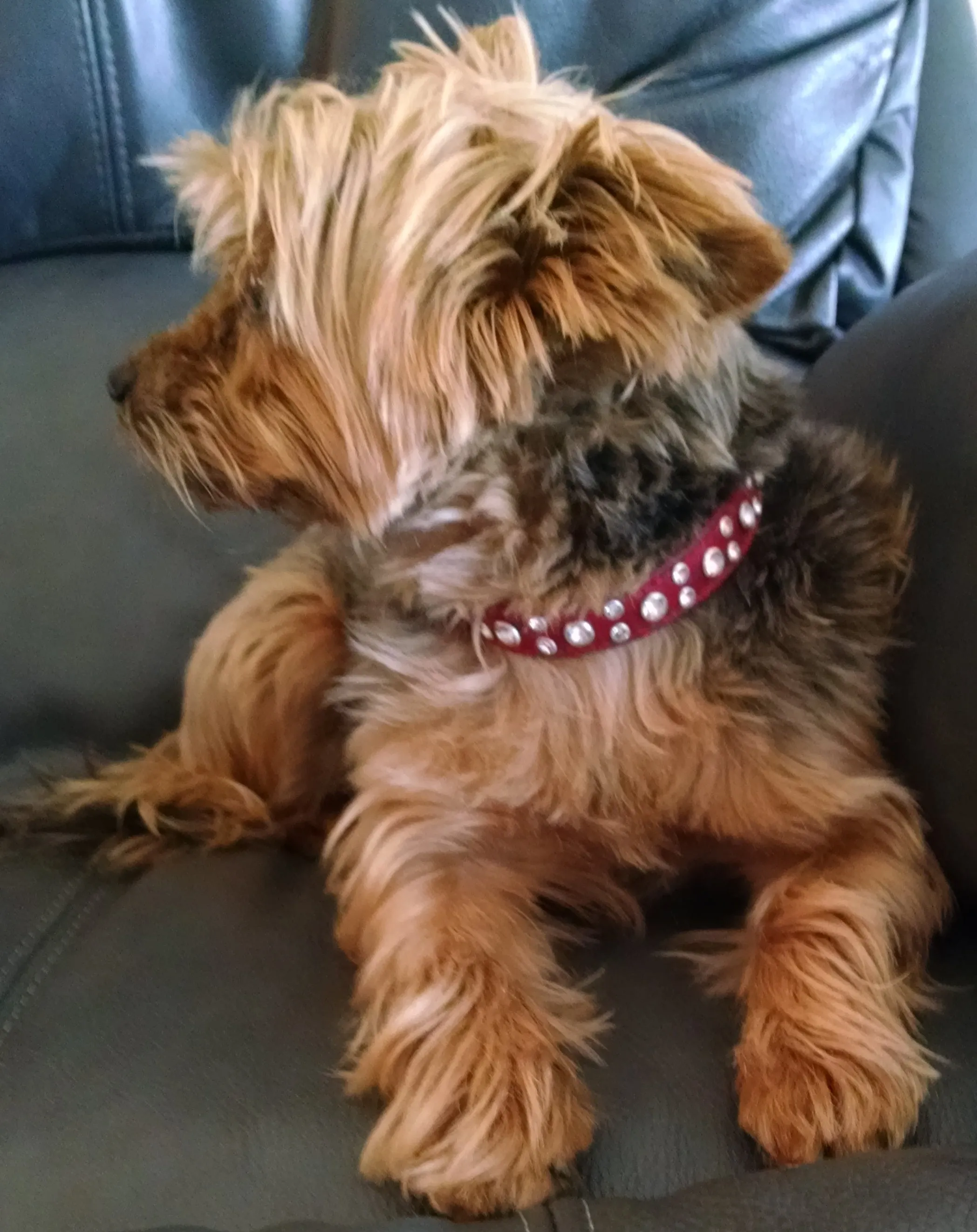 Dog Collar Models