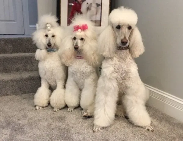 Dog Collar Models