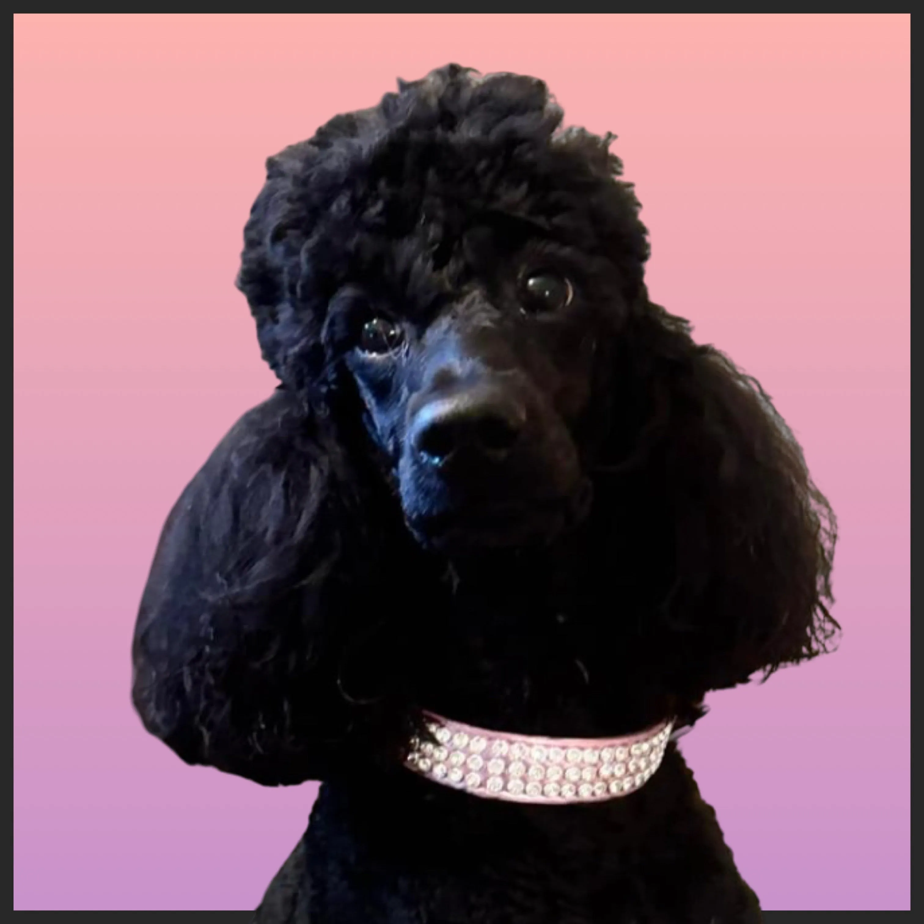 Dog Collar Models