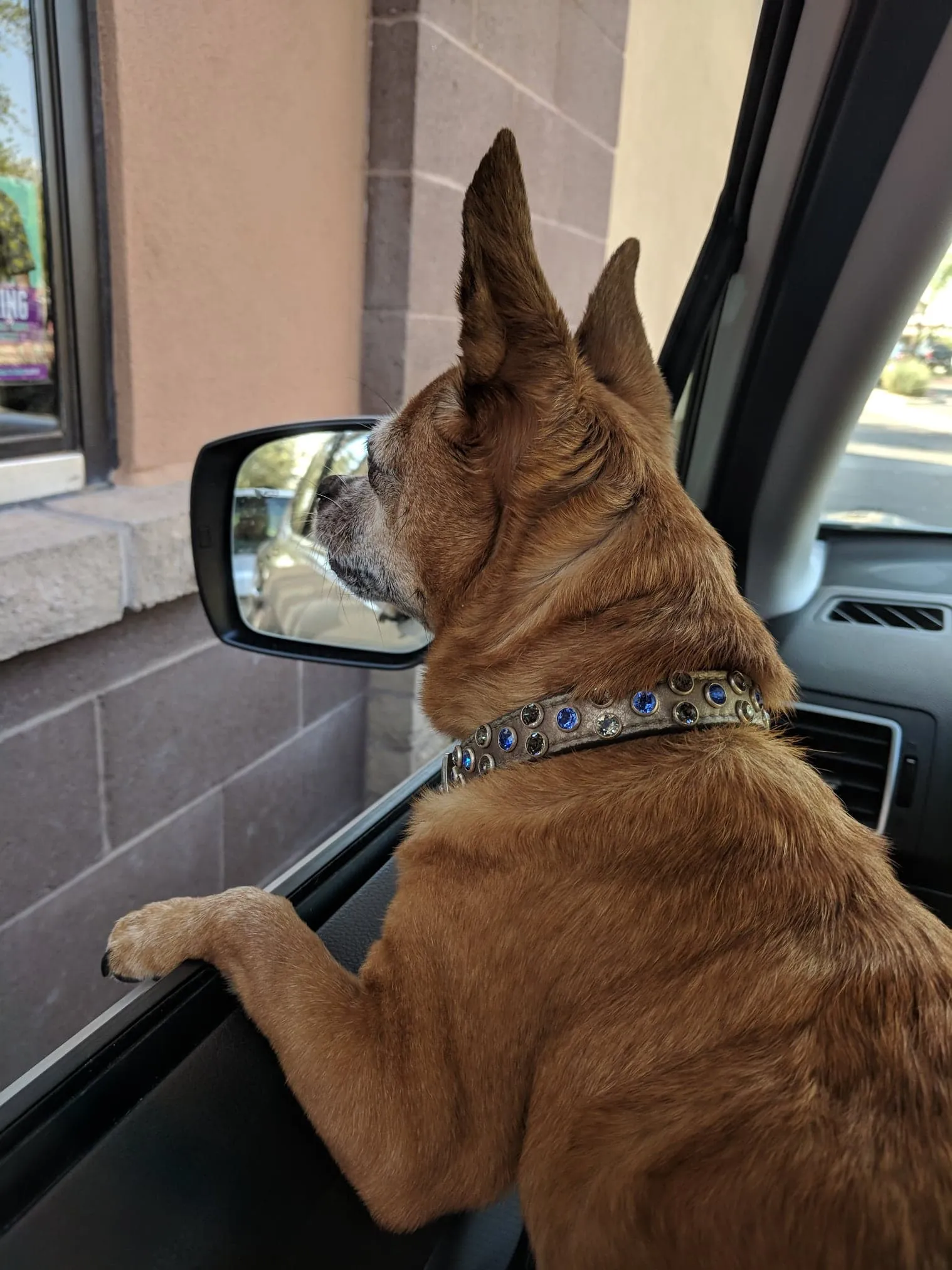 Dog Collar Models