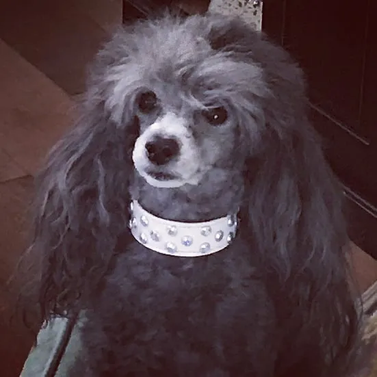 Dog Collar Models