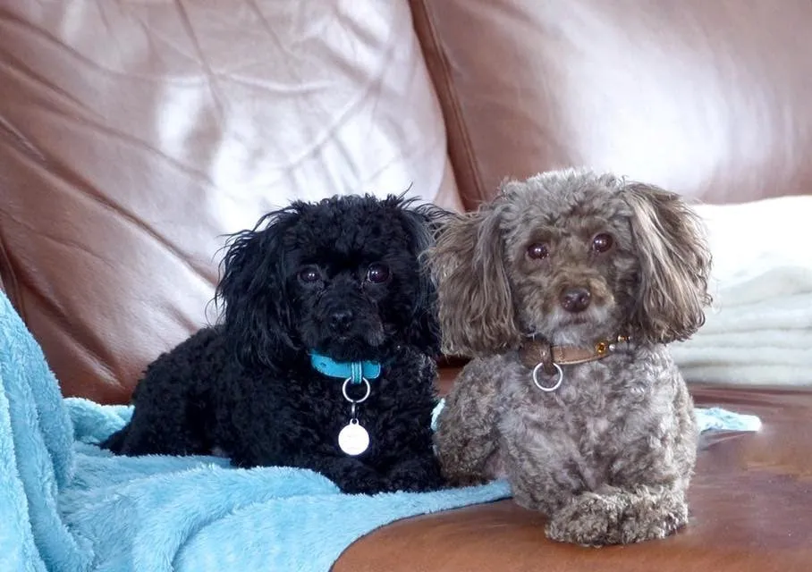 Dog Collar Models