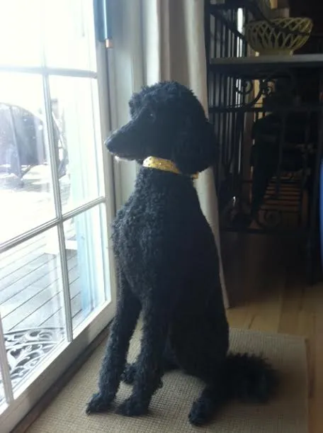 Dog Collar Models