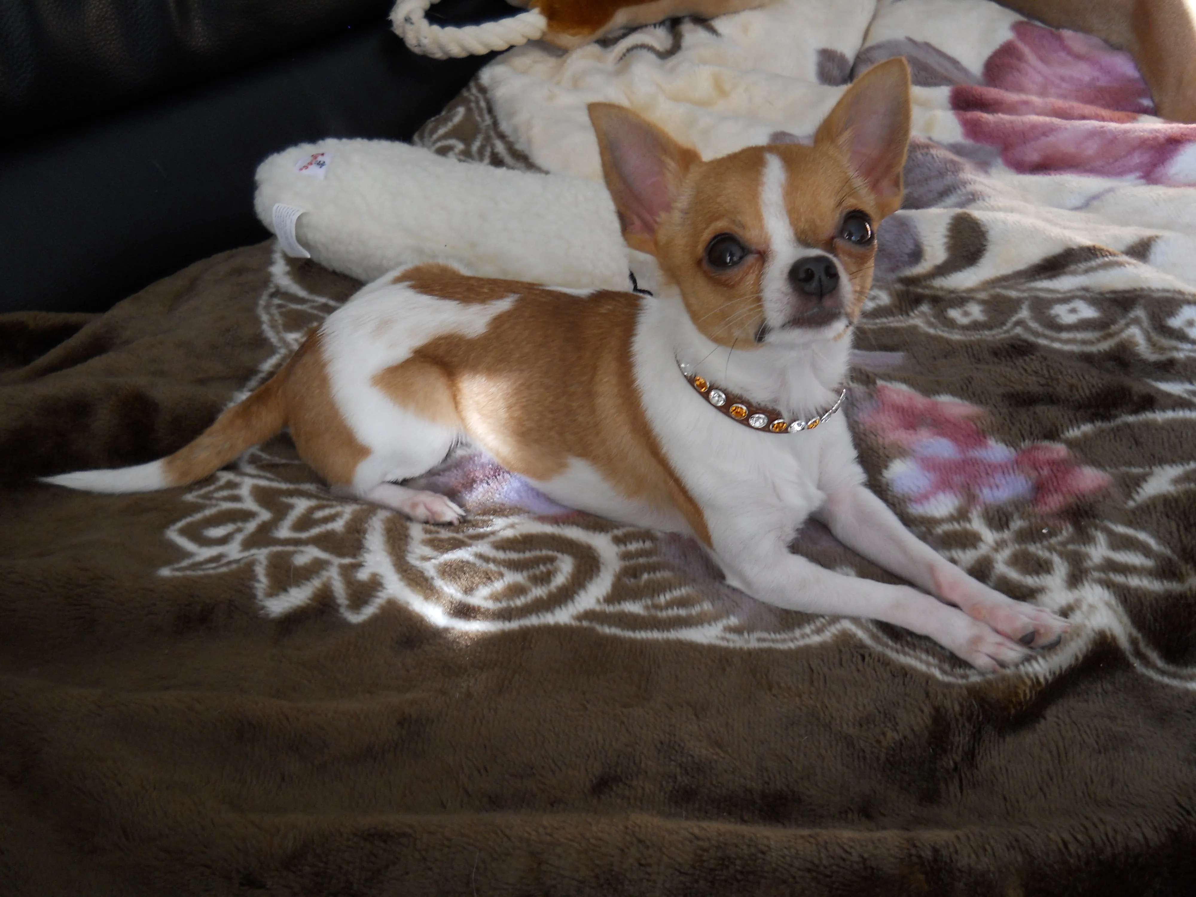 Dog Collar Models