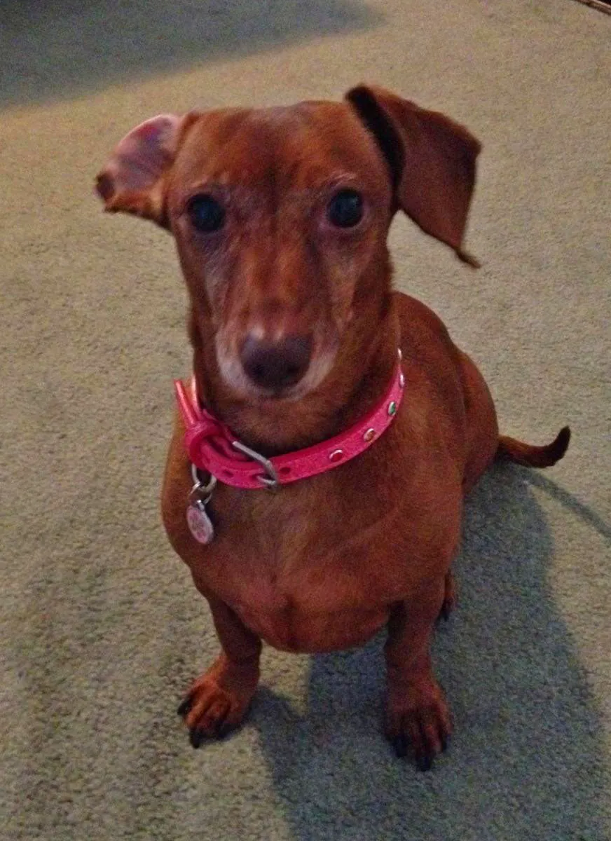 Dog Collar Models