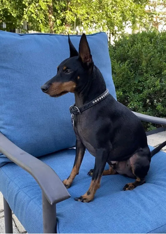 Dog Collar Models