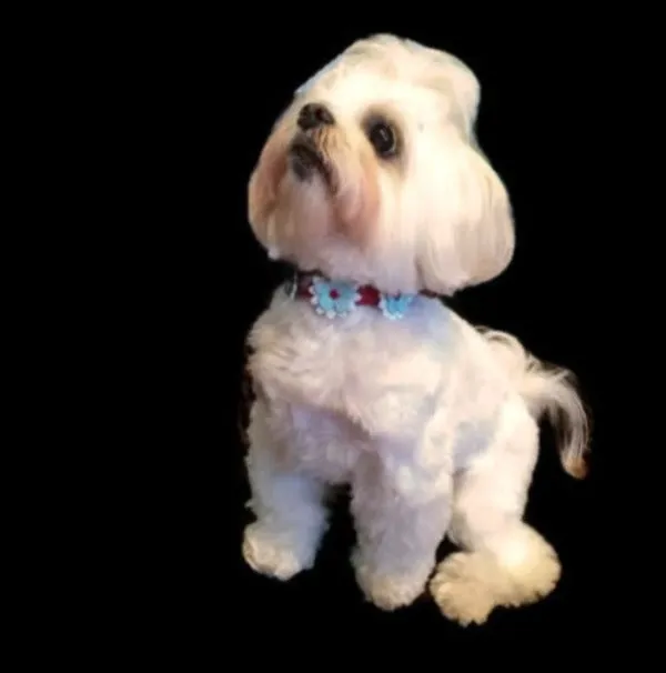 Dog Collar Models
