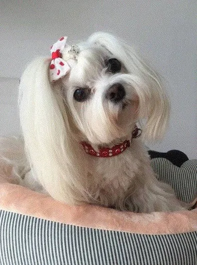 Dog Collar Models