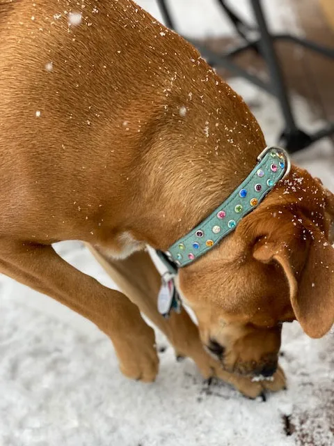Dog Collar Models