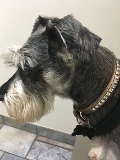 Dog Collar Models