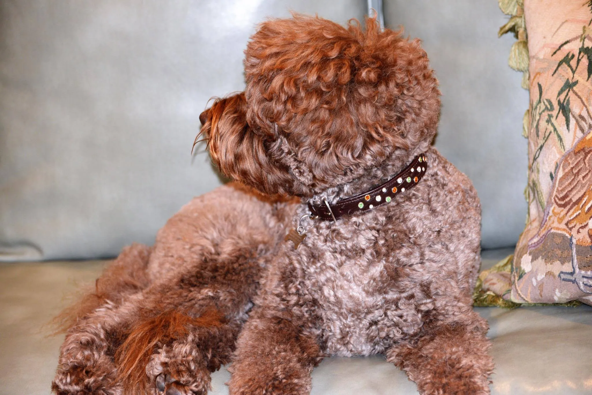 Dog Collar Models