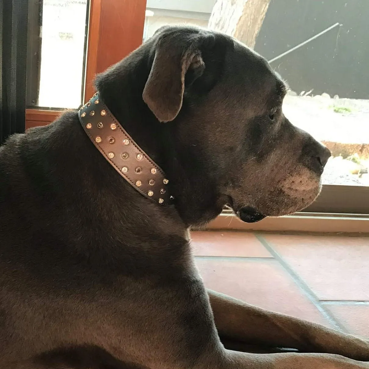 Dog Collar Models