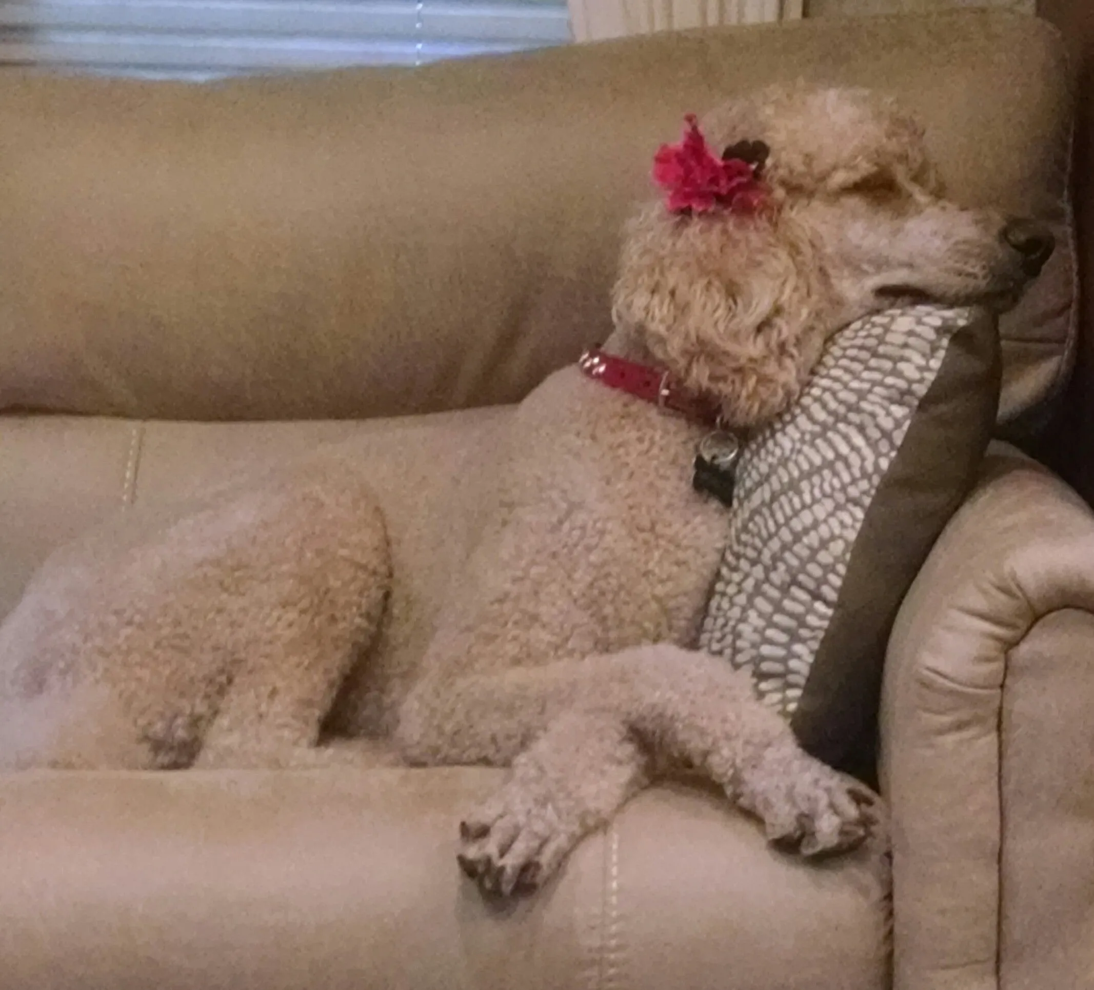 Dog Collar Models