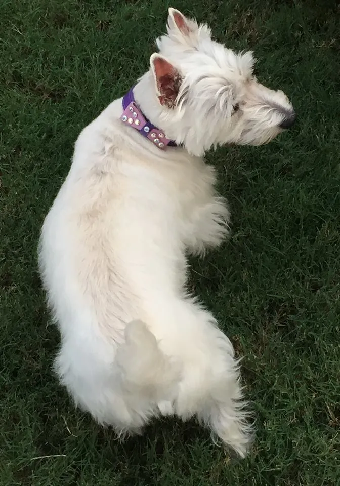 Dog Collar Models