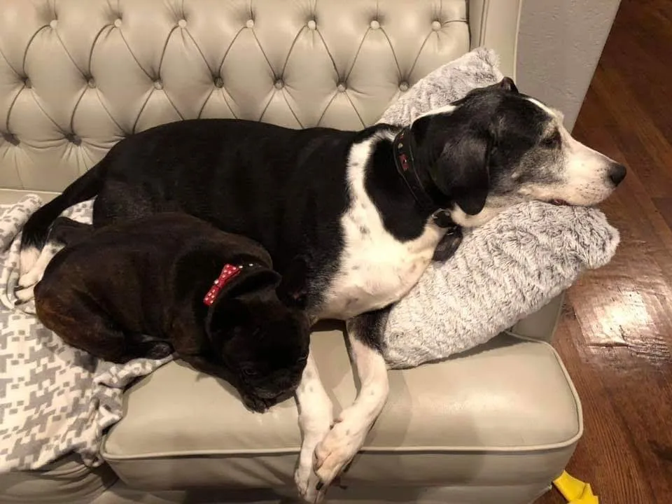 Dog Collar Models